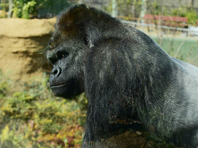 イケメンゴリラのシャバーニ

